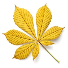 Yellow Buckeye Leaf Majestic Woodland Classic with Bold Palmate Green Leaflets and Serrated Edges on White Background Highlighting Natural Freshness Distinct Elegance and Minimal Charm