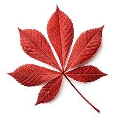 Red Buckeye Leaf Striking Woodland Beauty with Bold Palmate Green Leaflets and Serrated Edges on White Background Highlighting Natural Freshness Vibrant Shape and Minimal Charm