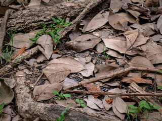 Tree base with exposed roots and fallen dry leaves on forest ground.