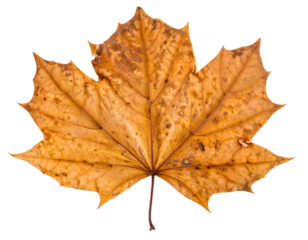 Vintage pressed red flower isolated on white background, beautiful decor