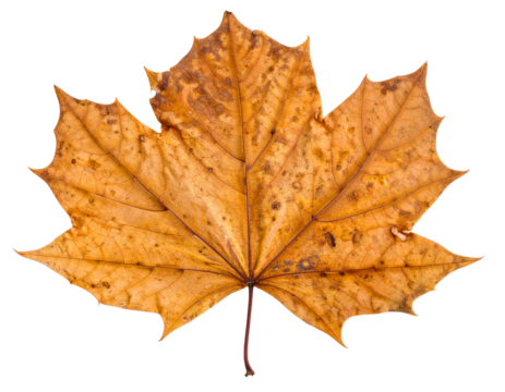 Vintage pressed red flower isolated on white background, beautiful decor