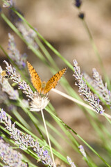 Orange butterfly on lavender blossoms collecting nectar, close-up of Argynnis species with detailed wings and natural summer meadow background
