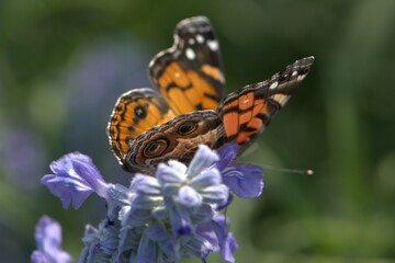 butterfly on flower painted lady butterfly