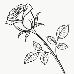 Elegant rose flower with leaves and stem