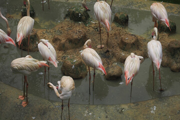 Flamingos flocked to muddy water in a sanctuary