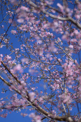 cherry blossom in spring