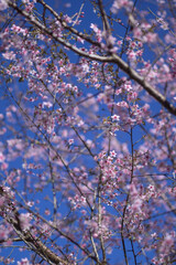 Fototapeta premium cherry blossom in spring