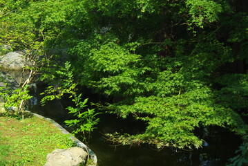 夏の庭園のモミジ