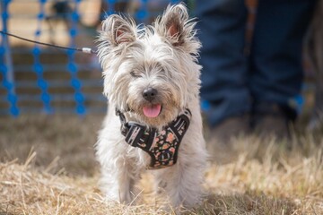 Cairn Terrier Walking on Grass