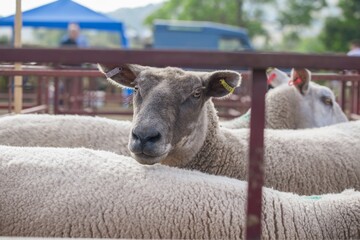 Sheep in a Pen at Livestock Market