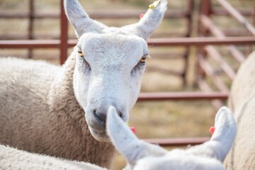 Close-Up of North Country Cheviot Sheep