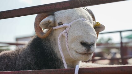 Sheep with Rope Halter in Pen