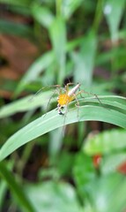A Lynx spider (oxyopes salticus) crawls slowly on a leaf.