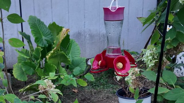 Two hummingbirds at feeder in garden
