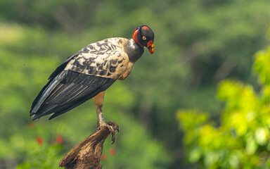 juveniler Königsgeier (Sarcoramphus papa) am Rio San Carlos