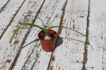 Ornithogalum Caudatum cebula Indyjska © Perovskia