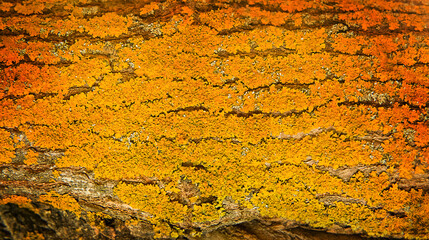 orange-yellow lichen on tree bark close-up.