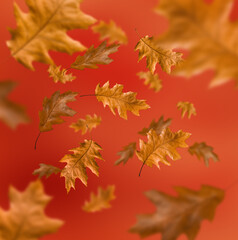 Autumn leaves on orange-red blurred background