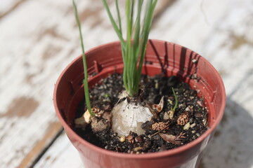 Albuca humilis albuka niska © Perovskia