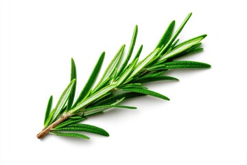 Fototapeta premium Rosemary sprig isolated on white