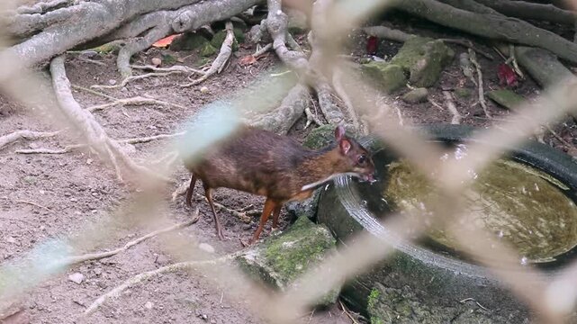 Greater mouse-deer (Tragulus napu) can be found in Indonesia, Myanmar, Thailand, and Malaysia. It's walking around inside its enclosure