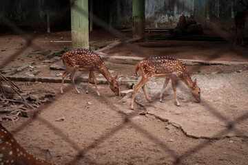 Sptted deer (Axis axis) is native to the Indian subcontinent. In the enclosure, they're walking...
