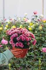 simple semi 3D full bloom single red rose flower, isolated in white background