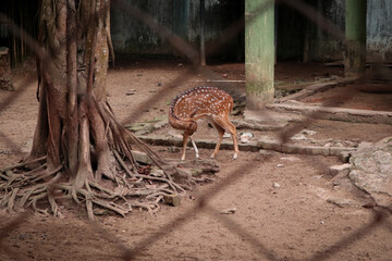 Sptted deer (Axis axis) is native to the Indian subcontinent. In the enclosure, they're walking...