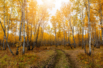 Fototapeta premium Autumn Colors In Daxing'anling White Birch Forest Landscape