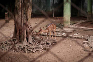 Sptted deer (Axis axis) is native to the Indian subcontinent. In the enclosure, they're walking...