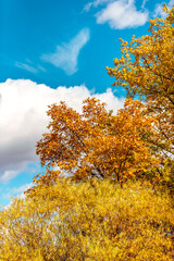 Golden Autumn Plants under Blue Sky with Fluffy White Clouds in Late Fall