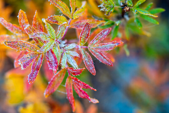 Plants In Frost Descent Major Cold Minor Cold Beginning Of Winter And Winter Solar Terms Season