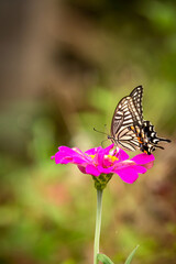 Elegant Floral Butterfly Poster Style Background For Design Use