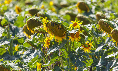 A field of sunflowers with some of them wilted