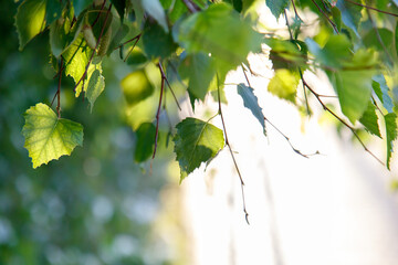 A leafy tree branch with leaves that are green and shiny