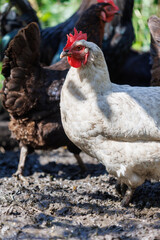A white chicken is standing in a muddy field