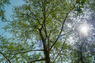 Sun shining through a tree in spring