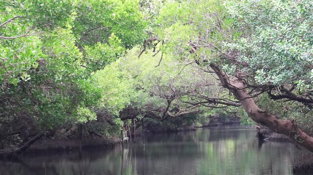 Serene river flowing through lush green mangrove forest with overhanging branche