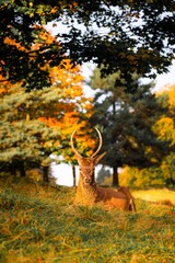 Red Deer Resting in Autumn Woodland
