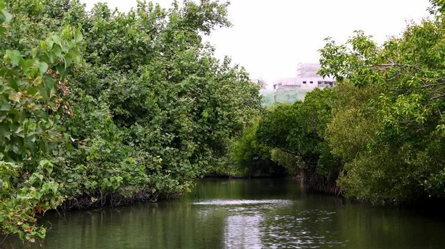 Dense green mangrove forest with calm river and distant buildings on cloudy day