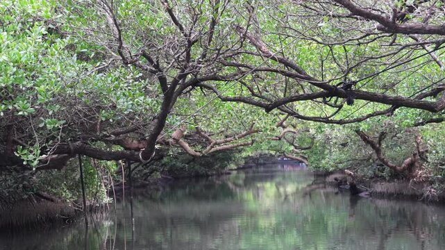 Serene river meandering through lush overhanging mangrove forest in summer light