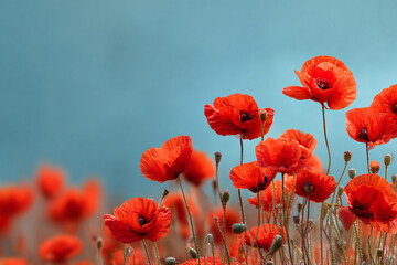 Obraz premium Vibrant red poppies blooming in a field against a blue sky a beautiful summer day