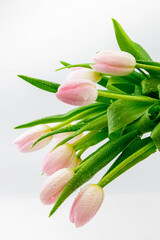 Water Droplets On Tulip Petals In Morning Dew Spring Garden