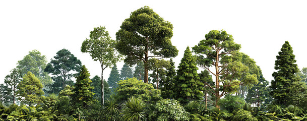 Diverse summer forest with palms and conifers, isolated on transparent cutout background