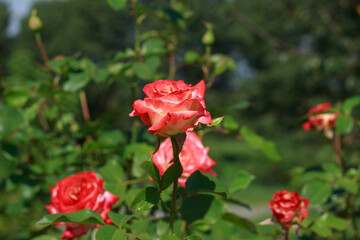 A vibrant, close-up shot of deep red roses in full bloom