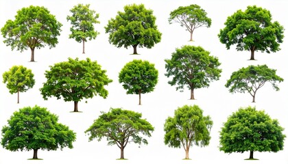 collection of trees