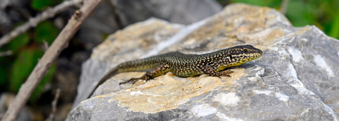 Erhard's wall lizard, Aegean wall lizard // Ägäische Mauereidechse (Podarcis erhardii riveti) - Großer Prespasee, Albanien