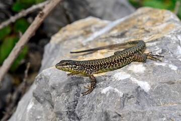 Erhard's wall lizard, Aegean wall lizard // Ägäische Mauereidechse (Podarcis erhardii riveti) - Großer Prespasee, Albanien