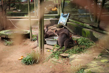 The swamp wallaby (Wallabia bicolor) is a small marsupial native to Australia. They were eating in...