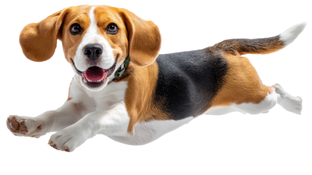 Joyful Beagle's Airborne Leap: A spirited beagle dog bounds through the air with unparalleled glee, its floppy ears and infectious smile capturing pure joy.